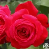 Alec's Red®>Heirloom Roses Discount