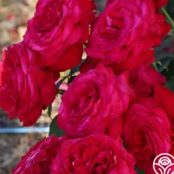 Alec's Red®>Heirloom Roses Discount
