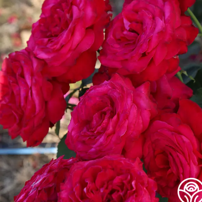 Alec's Red®>Heirloom Roses Discount