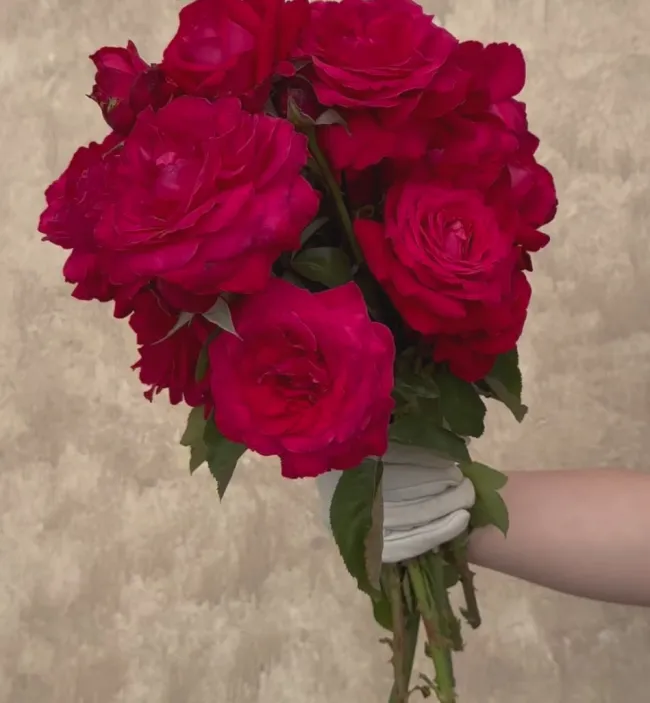 Alec's Red®>Heirloom Roses Discount
