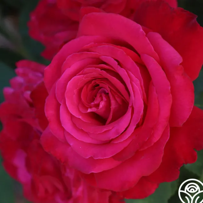 Alec's Red®>Heirloom Roses Discount