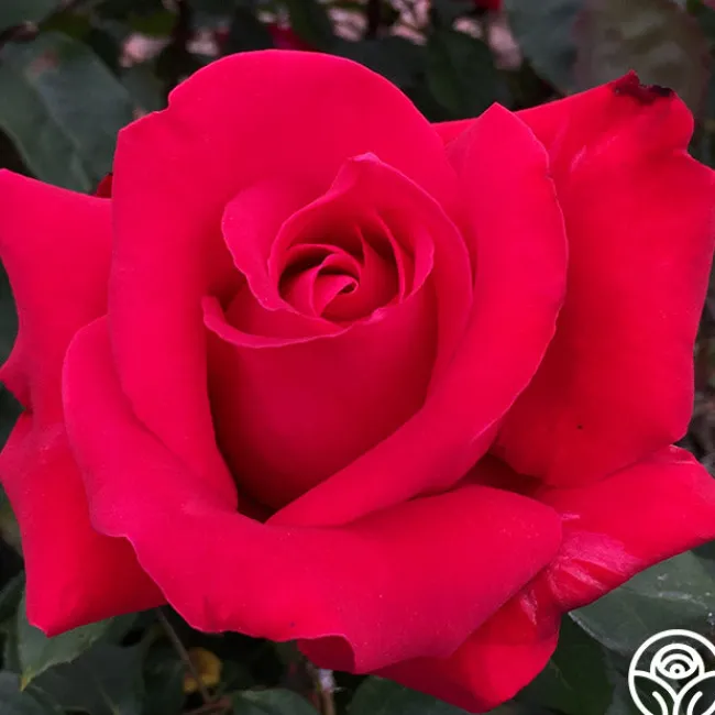 Alec's Red®>Heirloom Roses Discount