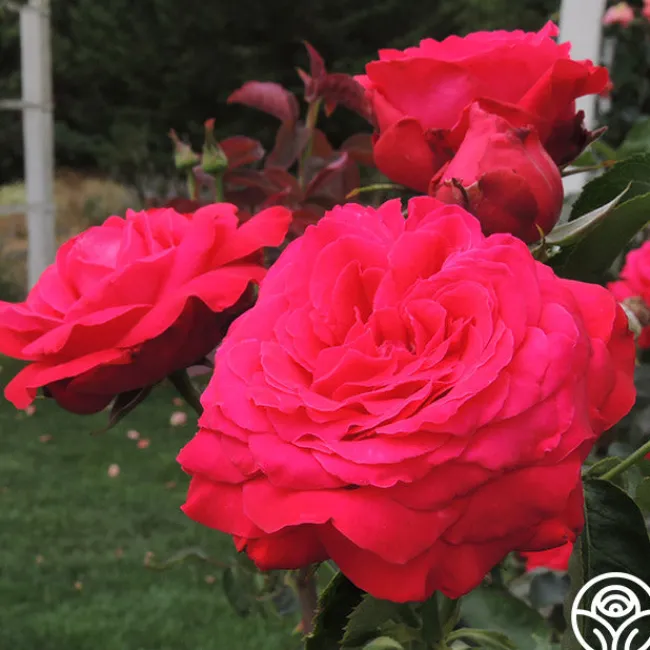 Alec's Red®>Heirloom Roses Discount