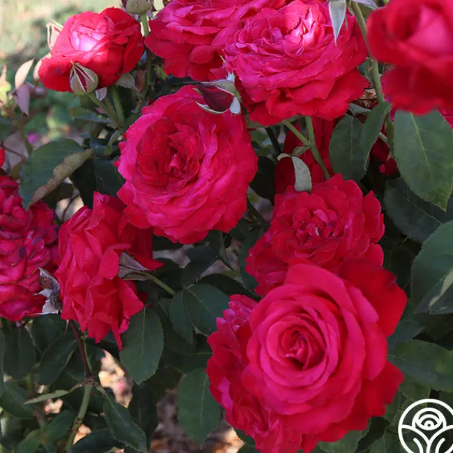 Alec's Red®>Heirloom Roses Discount