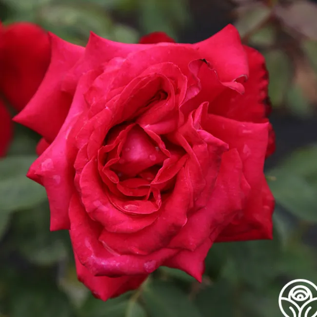 Alec's Red®>Heirloom Roses Discount
