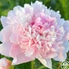 Alertie>Heirloom Roses Sale