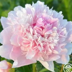 Alertie>Heirloom Roses Sale