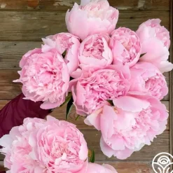 Alertie>Heirloom Roses Sale