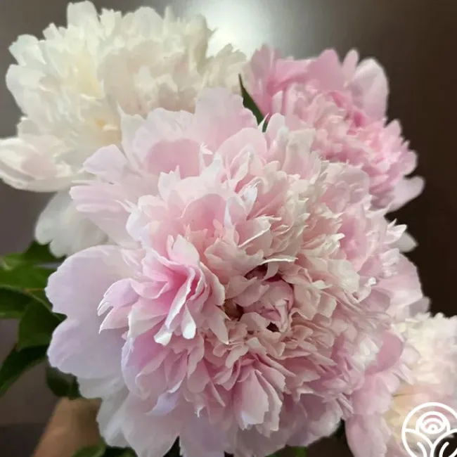 Alertie>Heirloom Roses Sale