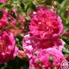 Alexandre Girault>Heirloom Roses Online