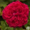Alfred Colomb>Heirloom Roses New