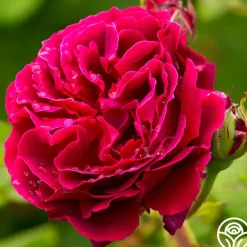 Alfred Colomb>Heirloom Roses New