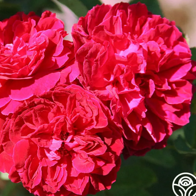 Alfred Colomb>Heirloom Roses New