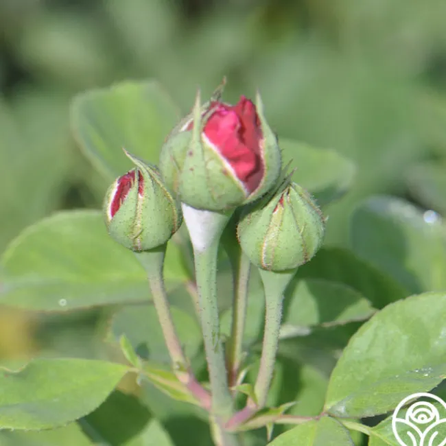 Alfred Colomb>Heirloom Roses New