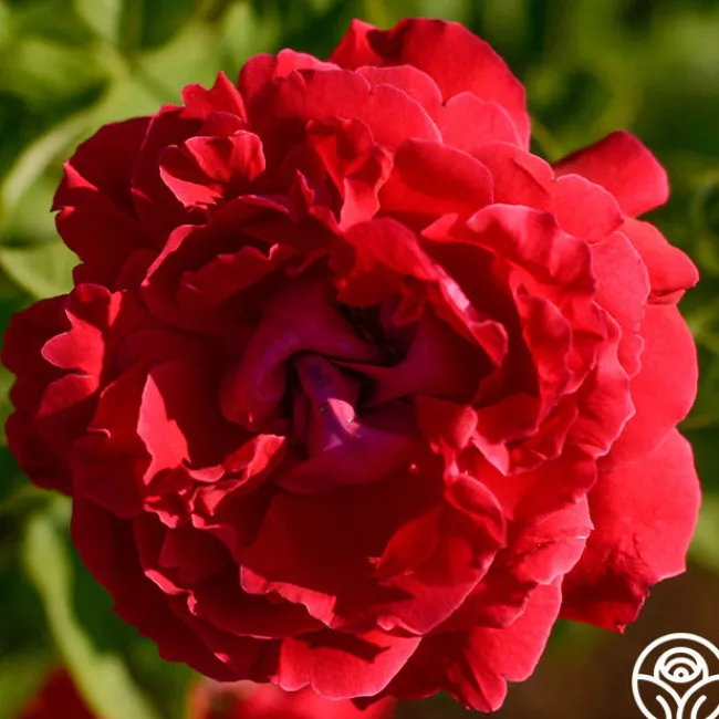 Alfred Colomb>Heirloom Roses New