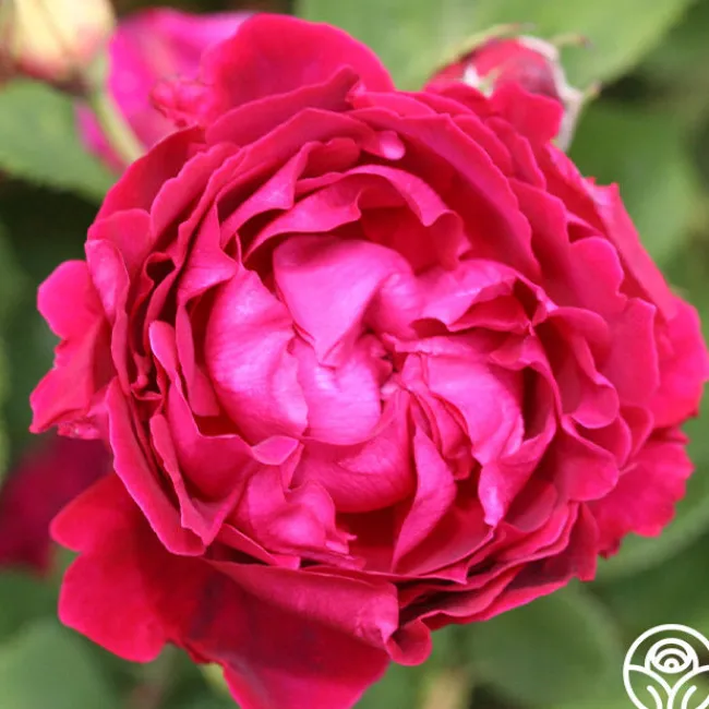 Alfred Colomb>Heirloom Roses New