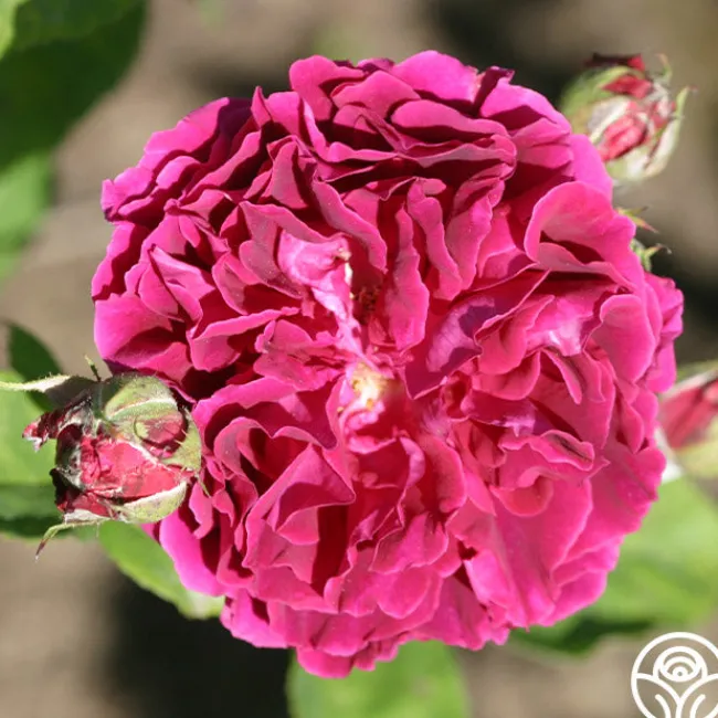 Alfred Colomb>Heirloom Roses New
