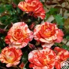 Alfred Sisley>Heirloom Roses New