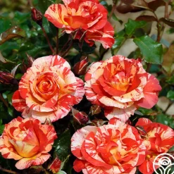 Alfred Sisley>Heirloom Roses New