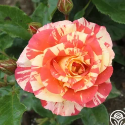 Alfred Sisley>Heirloom Roses New