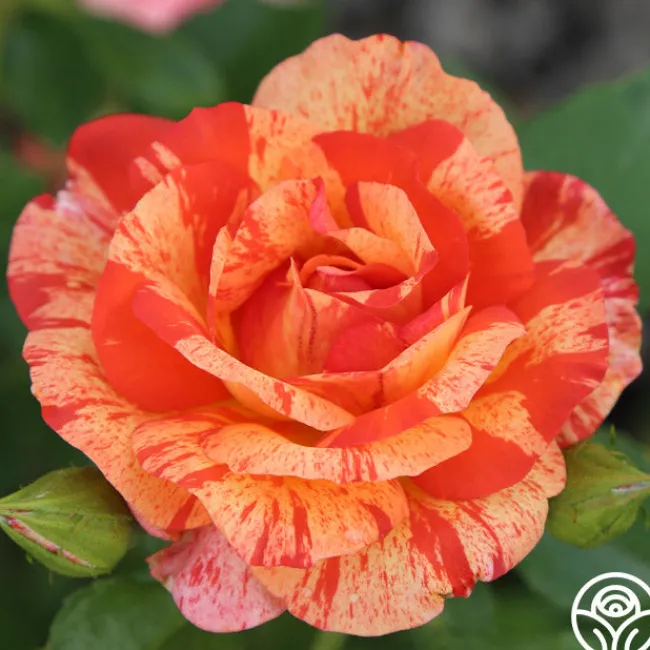 Alfred Sisley>Heirloom Roses New