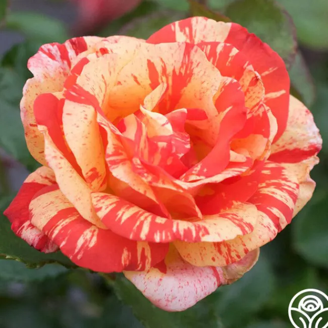 Alfred Sisley>Heirloom Roses New