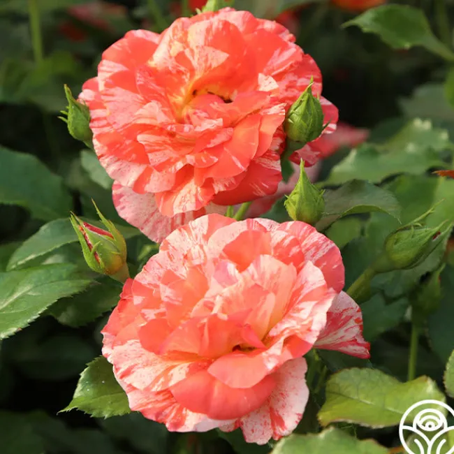 Alfred Sisley>Heirloom Roses New