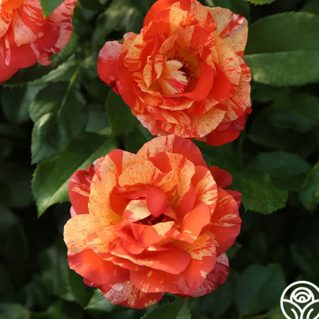 Alfred Sisley>Heirloom Roses New