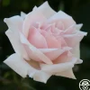 Alida Lovett>Heirloom Roses Hot
