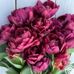 Alison Bradley>Heirloom Roses New