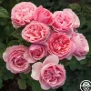 All Dressed Up™>Heirloom Roses Sale