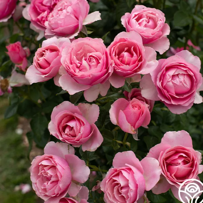 All Dressed Up™>Heirloom Roses Sale