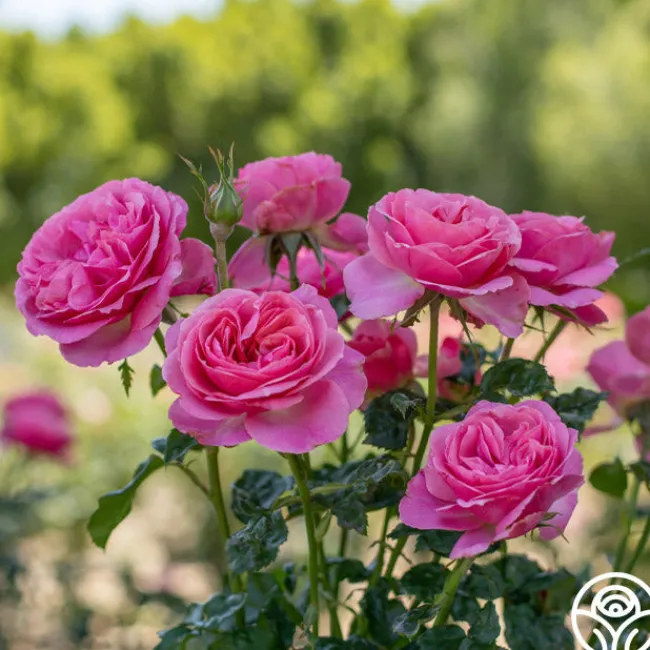 All Dressed Up™>Heirloom Roses Sale