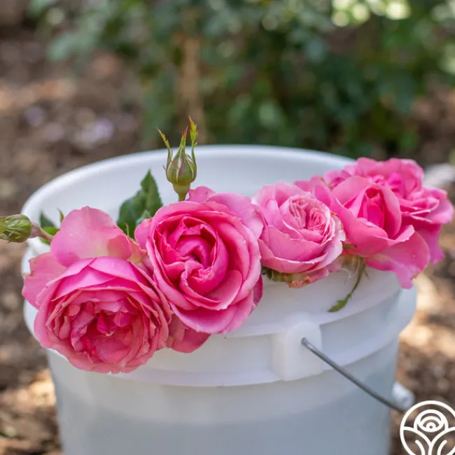 All Dressed Up™>Heirloom Roses Sale