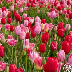 All Season Pink Mix>Heirloom Roses Clearance