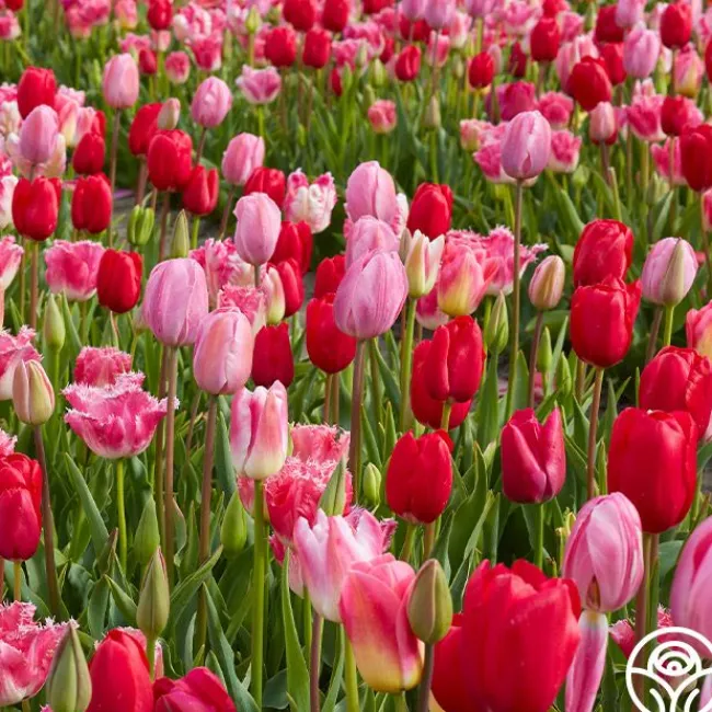 All Season Pink Mix>Heirloom Roses Clearance
