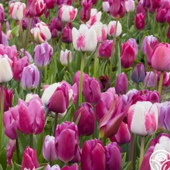 All Season Purple Mix>Heirloom Roses New
