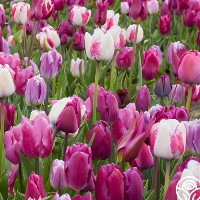 All Season Purple Mix>Heirloom Roses New