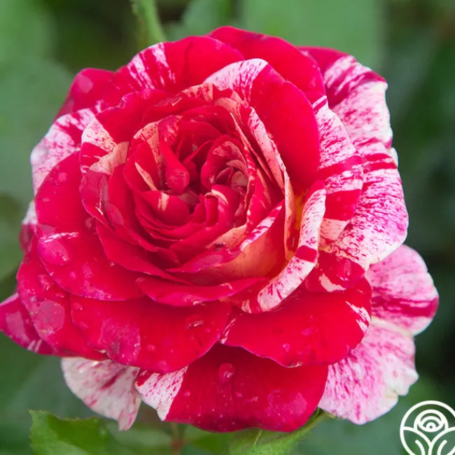 All-American Magic™>Heirloom Roses Online