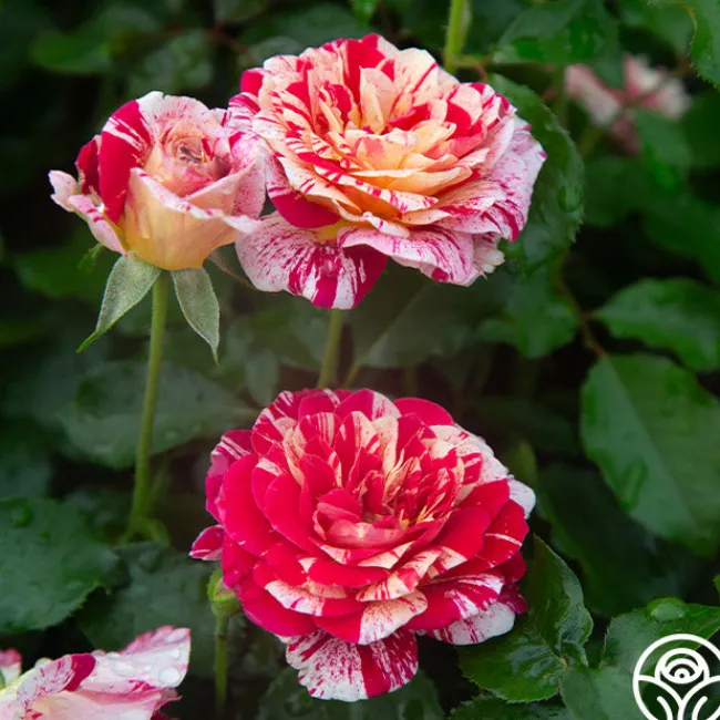 All-American Magic™>Heirloom Roses Online
