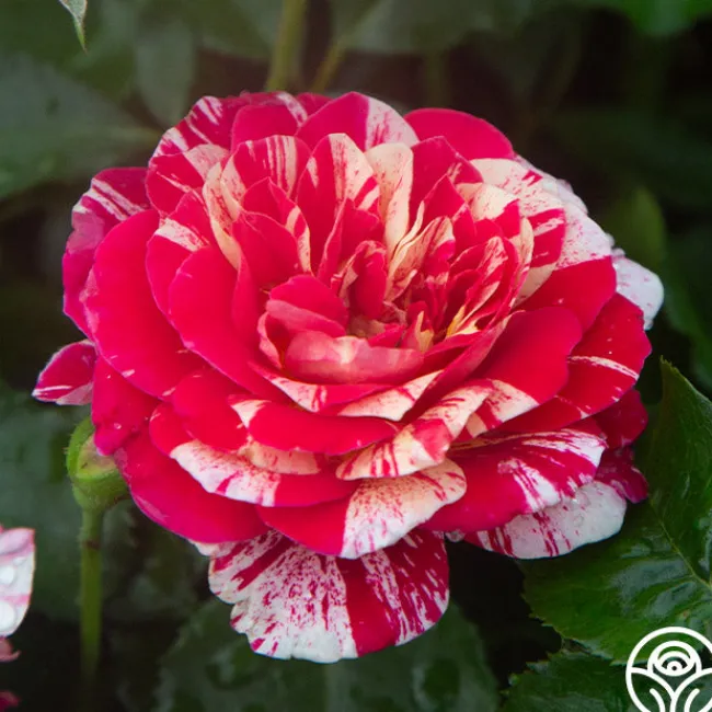 All-American Magic™>Heirloom Roses Online
