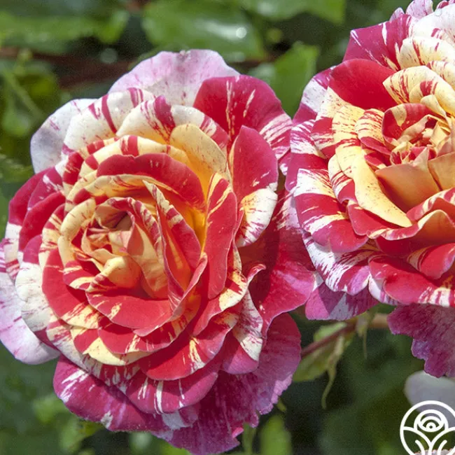 All-American Magic™>Heirloom Roses Online