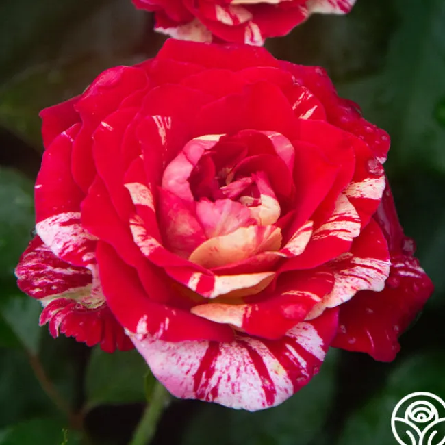 All-American Magic™>Heirloom Roses Online