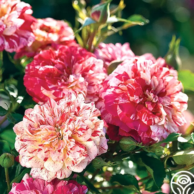 All-American Magic™>Heirloom Roses Online