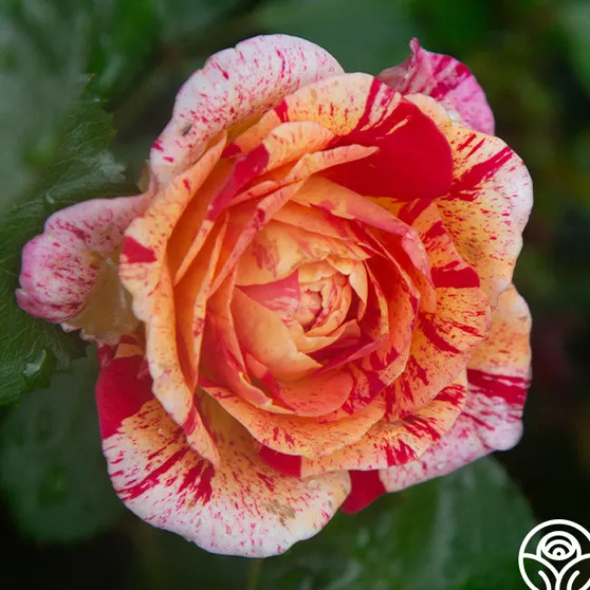 All-American Magic™>Heirloom Roses Online