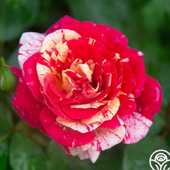 All-American Magic™>Heirloom Roses Online
