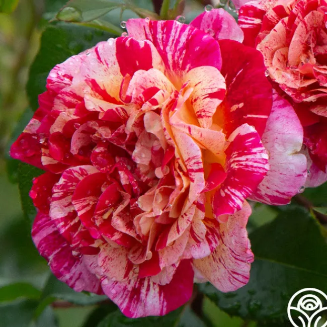 All-American Magic™>Heirloom Roses Online