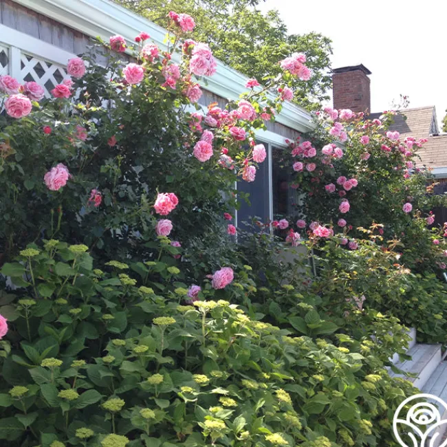 Aloha>Heirloom Roses