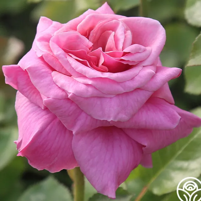 Aloha>Heirloom Roses