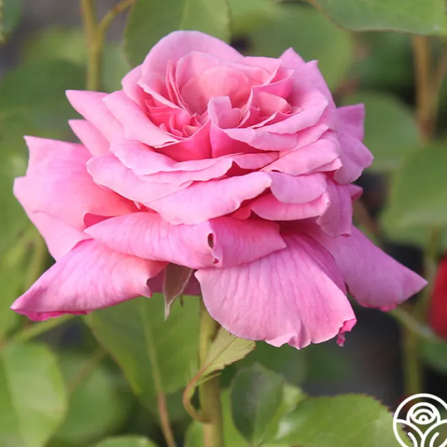 Aloha>Heirloom Roses